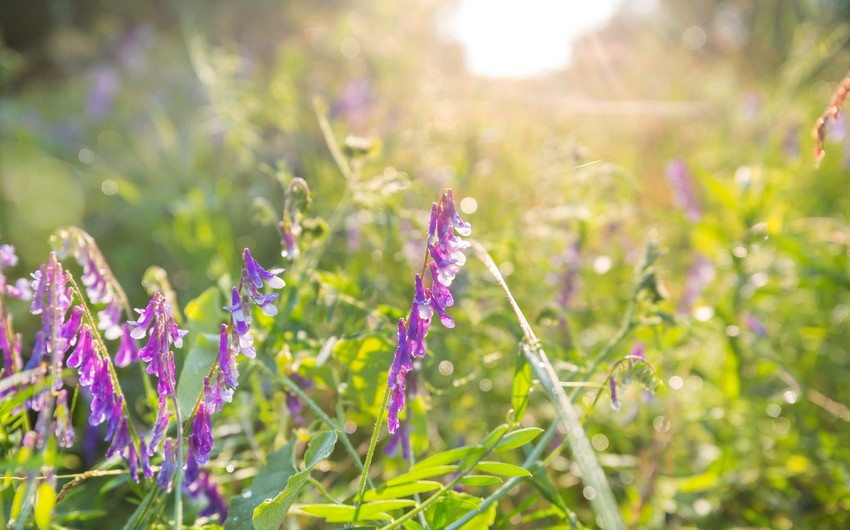Sabah Bakıda 32, rayonlarda 36 dərəcə isti olacaq