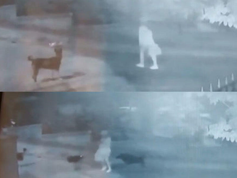 İşdən qayıdan qıza 15 it hücum etdi - VİDEO