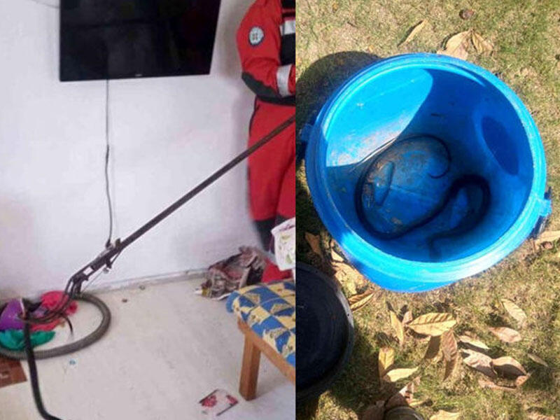 Yataq otağına girən ilan insanlarda təşviş yaratdı - VİDEO