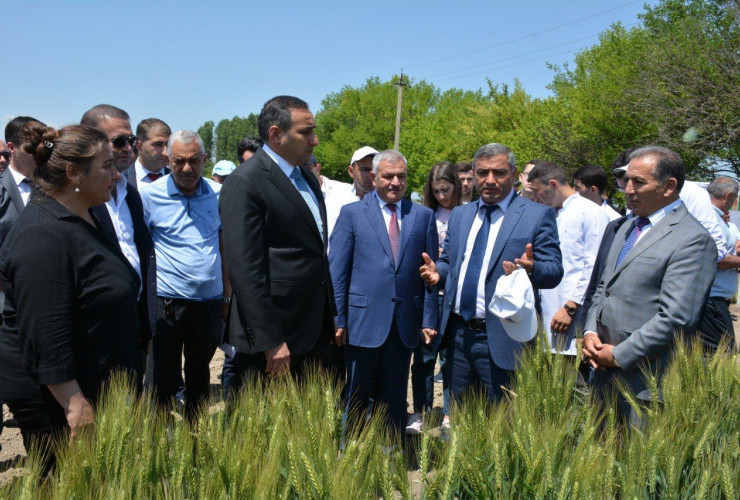 Tərtərdə “Taxılçılıqda yeni sortlar və innovativ becərmə texnologiyaları” mövzusunda tarla müşavirəsi keçirilib