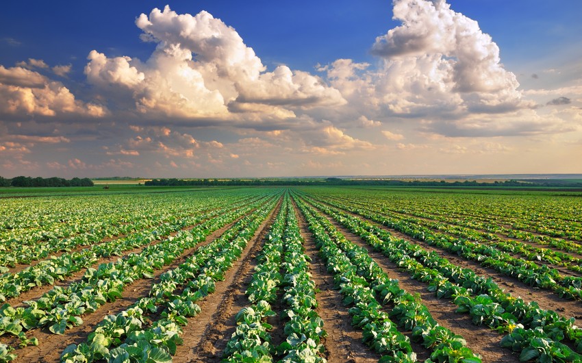 В Азербайджане предлагается расширить субсидии на продукты