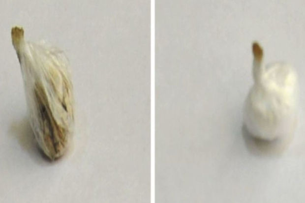 Ana həbsdə olan oğluna “patı” apardı