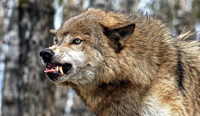 Ağsuda canavar çobanı parçaladı - FOTOLAR