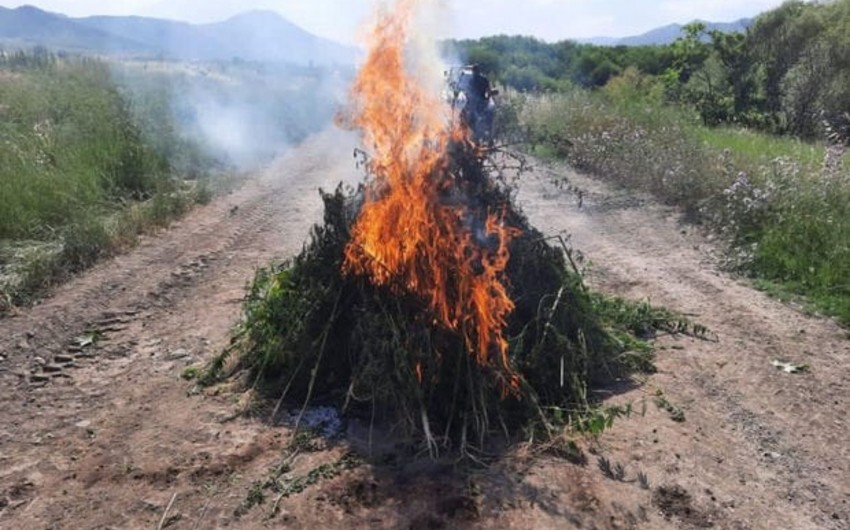 Füzulidə yabanı halda bitmiş çətənə kolları məhv edilib