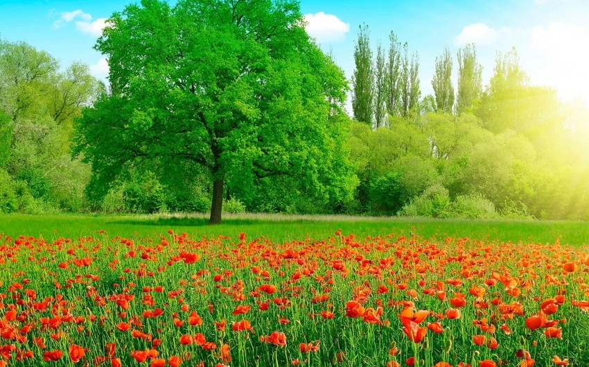 Sabah havanın temperaturu 37 dərəcəyədək artacaq