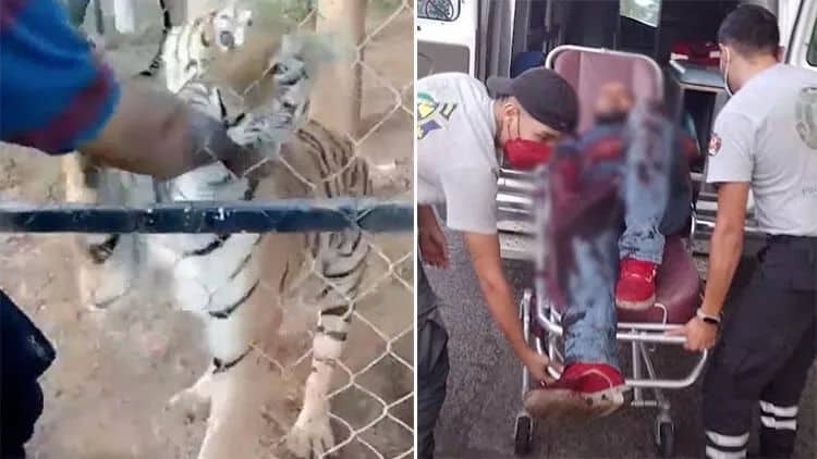 Meksikalı pələng qoruyucusu pələngin hücumu nəticəsində ölüb