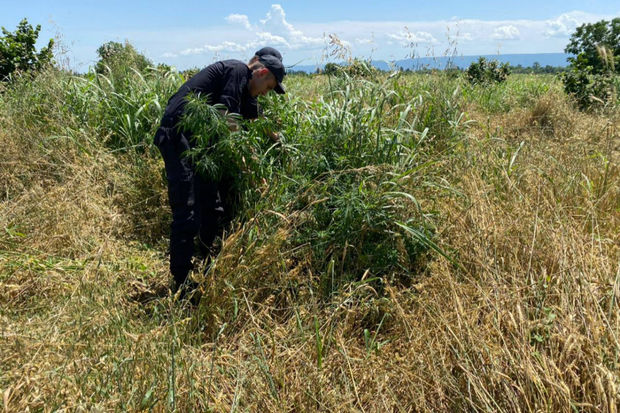 Zaqatalada bir tondan artıq narkotik tərkibli bitki məhv edilib - FOTO
