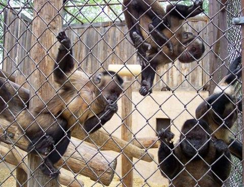 Zooparkda meymun ziyarətçinin başına belə OYUN AÇDI - VİDEO
