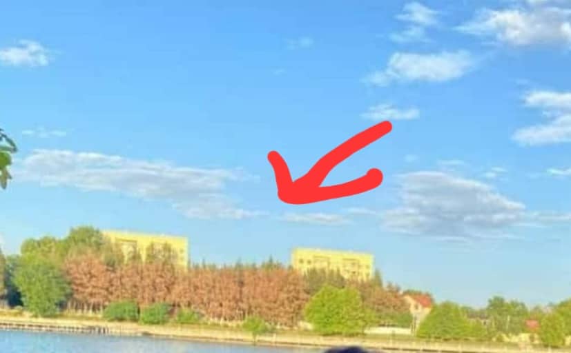 Mingəçevirdə yüzlərlə şam ağacı qəsdən qurudulur: ŞƏHƏR EKOLOJİ FƏLAKƏTİN ASTANASINDA