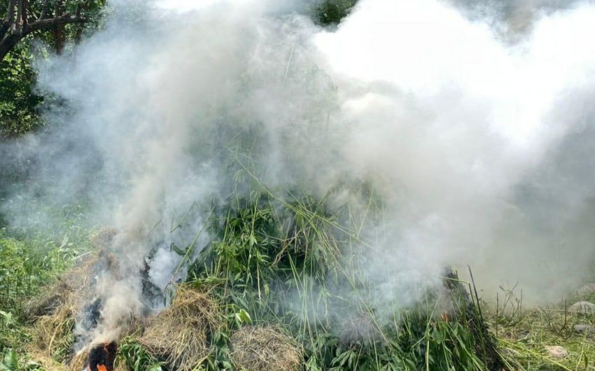 Goranboyda 1 tondan çox çətənə kolu məhv edilib