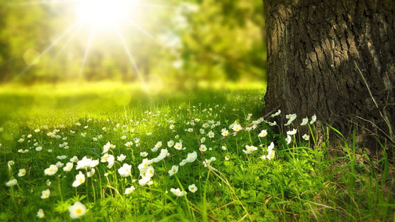 Сегодня в Азербайджане наступит астрономическое лето