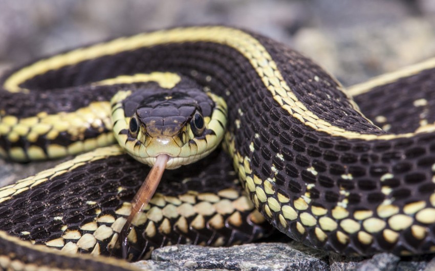 Füzulidə beynəlxalq minatəmizləmə şirkətinin əməkdaşını ilan sancıb