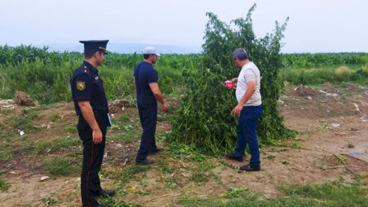 Samuxda çətənə kolları məhv edildi - Fotolar