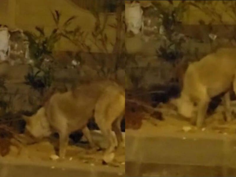 İt yolun ortasında qalan ölü pişiyi basdırdı - VİDEO