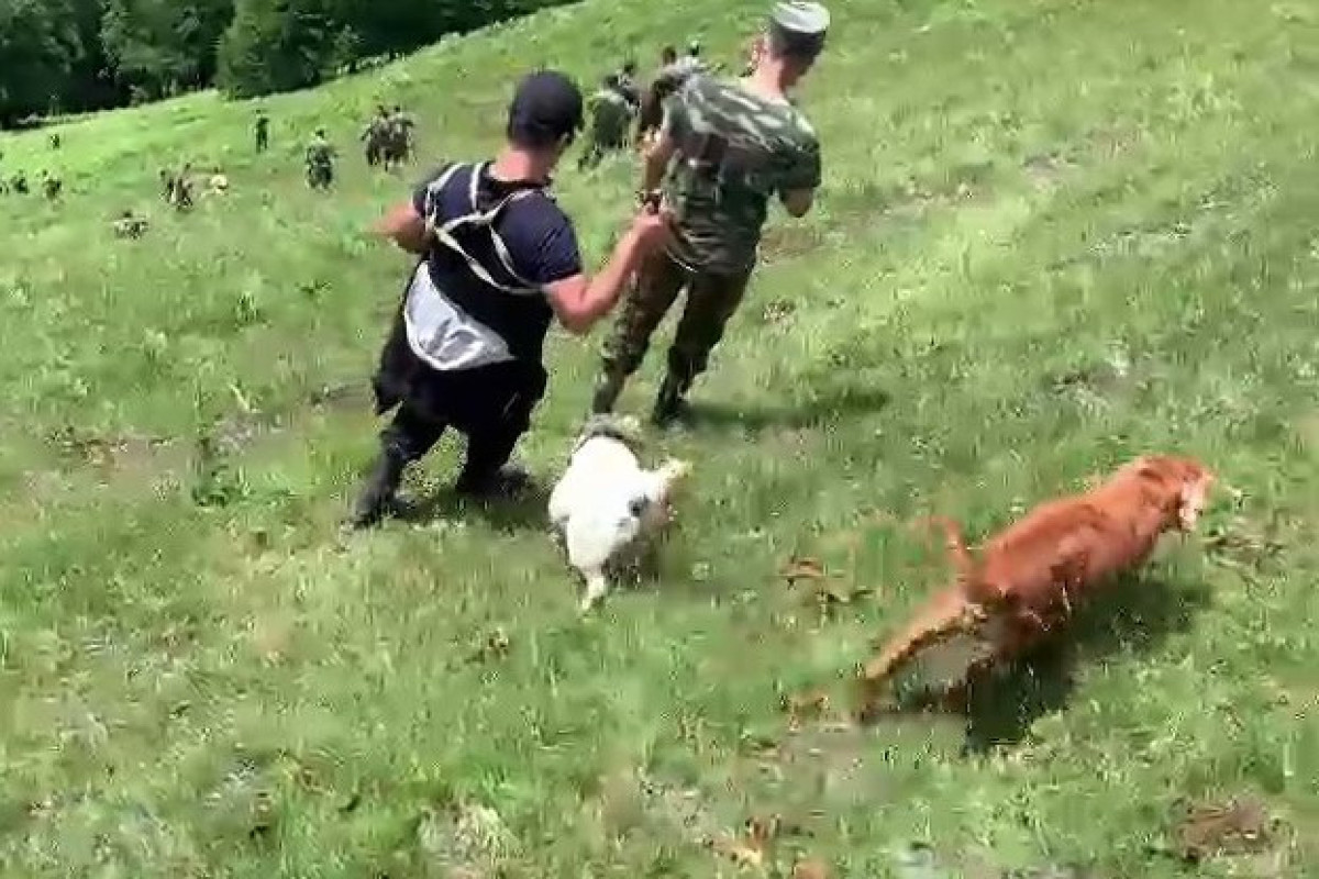 Hindistanlı turistin axtarışlarına təlim keçmiş itlər cəlb olunub