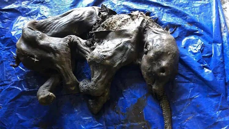 Kanadada mamont mumiyası tapılıb