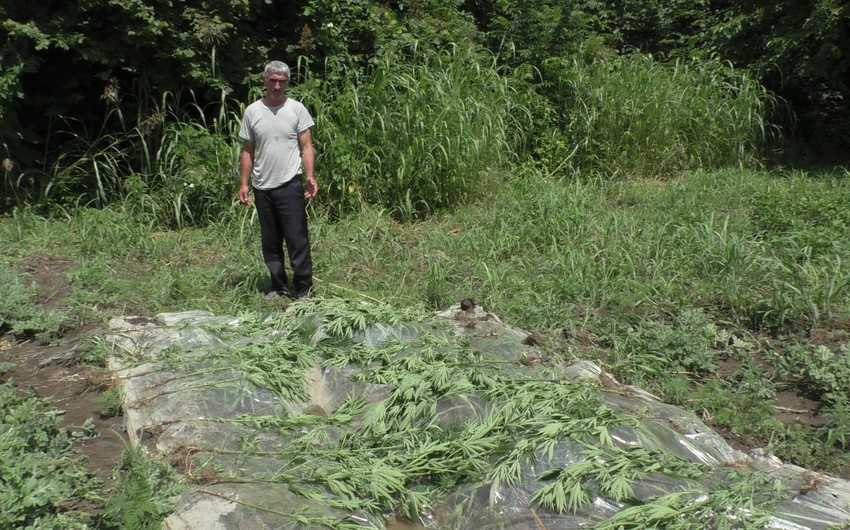 Zaqatala sakini icarəyə götürdüyü ərazidə narkotik yetişdirib