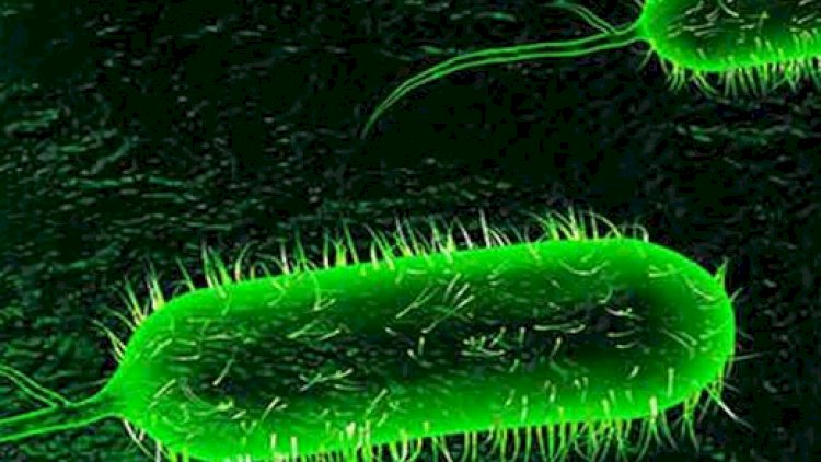 İranda 5 nəfər vəbaya yoluxdu