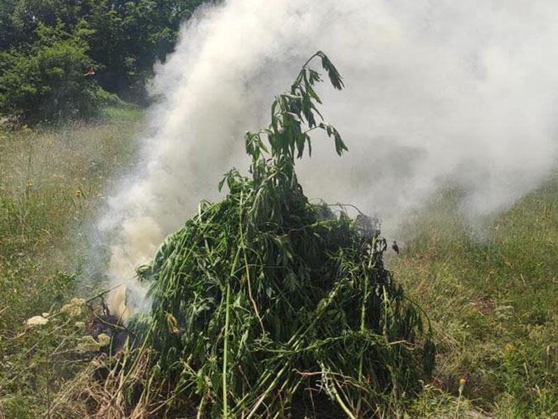 В Шуше уничтожено более 2300 кустов дикорастущей конопли