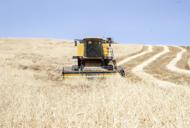 Azərbaycanın dağlıq və dağətəyi ərazilərində taxıl biçininə start verilib
