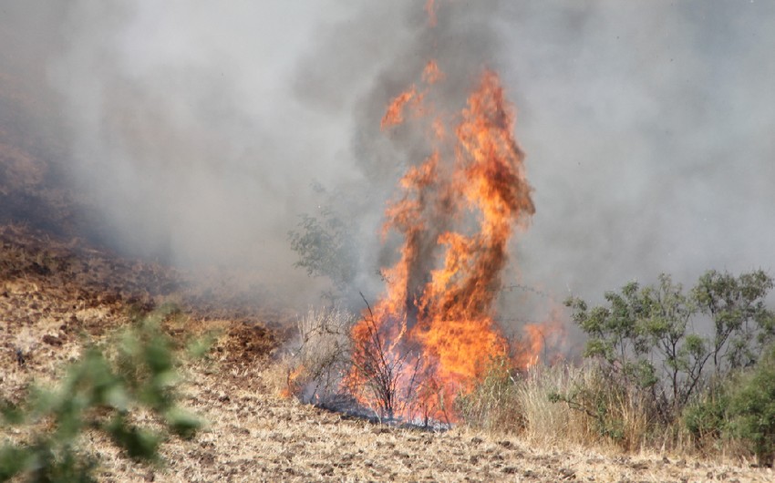В Анталье вспыхнул новый лесной пожар