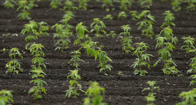 Qazaxda çətənə yetişdirən şəxs saxlanıldı