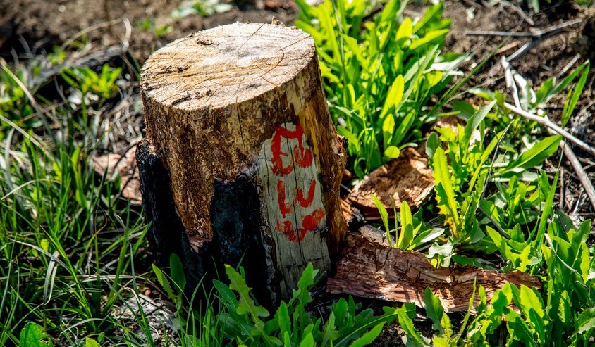 Bakı, Balakən və Yevlaxda ağac kəsintisi ilə bağlı materiallar Baş Prokurorluğa göndərilib