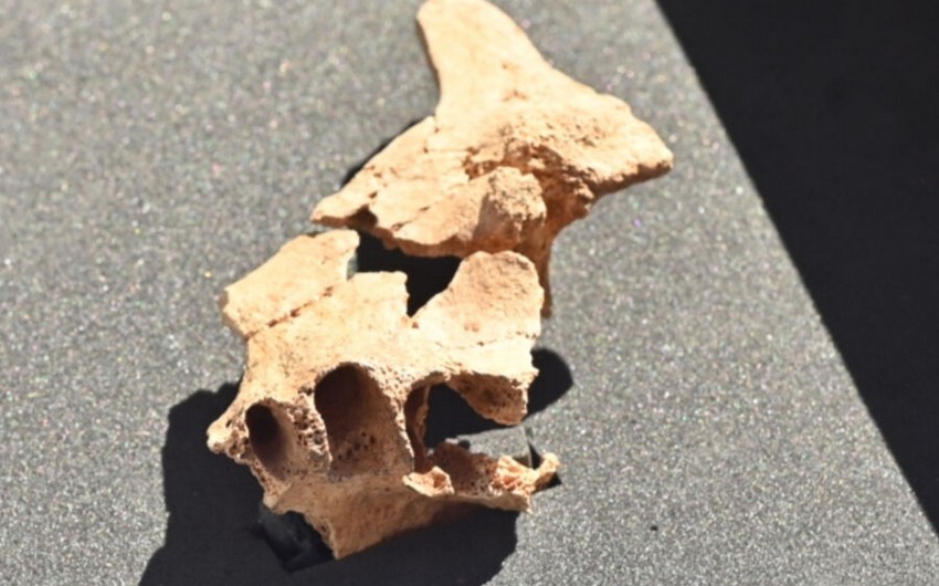 İspaniyada ən qədim avropalının üzünün bir hissəsi tapılıb