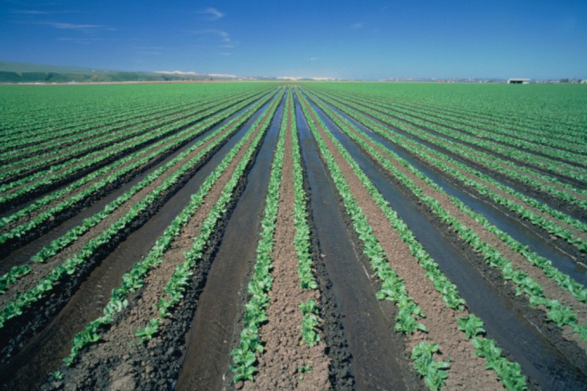 Rusiya öz ərazisində İrana 100 min hektar əkin sahəsinin verilməsini təklif edib