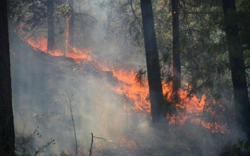 Bakıda ağaclıq ərazidəki yanğın söndürülüb -YENİLƏNİB