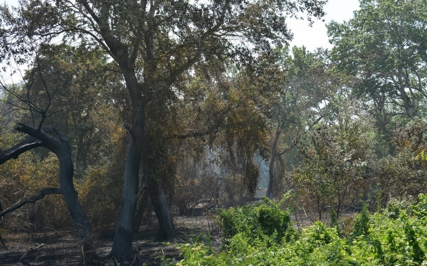 Xaçmazda meşəlik ərazidə baş vermiş yanğın söndürülüb