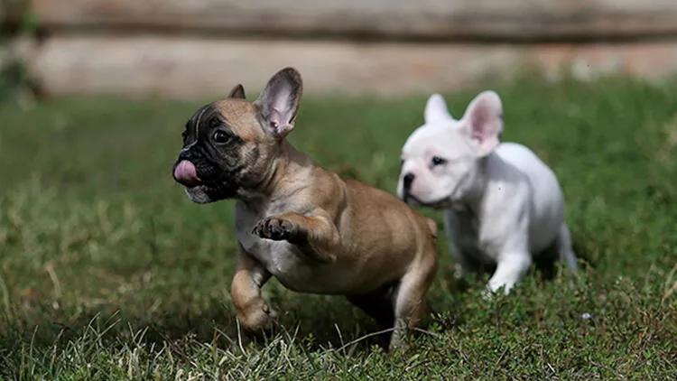 İranda ev heyvanına sahib olmaq 