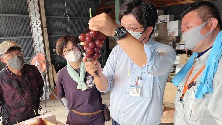 Yaponiyada üzüm salxımı 10 min 800 dollara satılıb