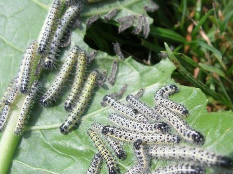 Türkiyədə əkin sahələrini qurd basıb - VİDEO