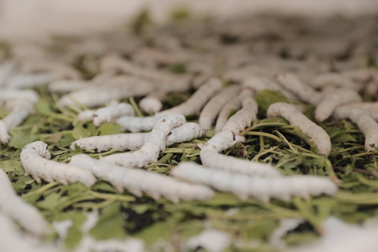 Kümçülərə müraciət: İpəkqurdunun təkrar yemlənməsi ilə məşğul olmaq istəyənlər DAİM-lərə müraciət edə bilərlər