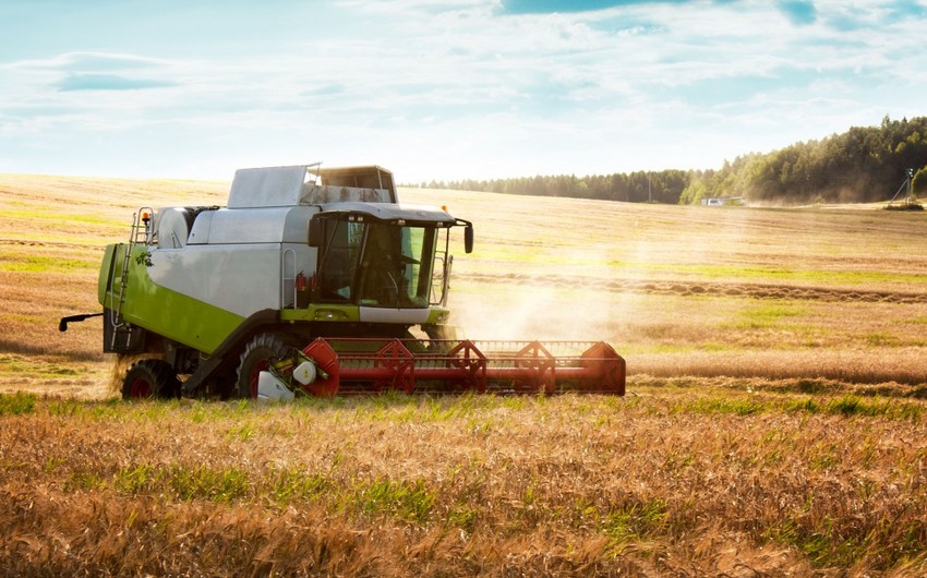 Azərbaycanda hər ay ərzaqlıq buğdanın orta idxal qiyməti açıqlanacaq