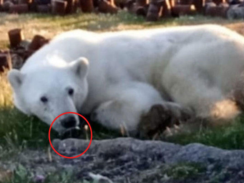 Çarəsiz vəziyyətə düşən ağ ayı insanlardan kömək umdu - VİDEO - FOTO
