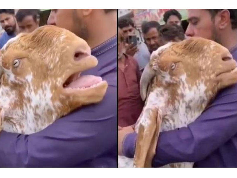 Keçi onu satmaq istəyən sahibini qucaqlayaraq ağladı - VİDEO