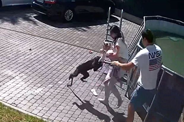 Rusiyada meymun azyaşlı qızı dişlədi: Uşaq reanimasiyaya yerləşdirildi - FOTO/VİDEO