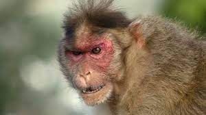 Yaponiyada meymunlar insanlara hücum etdi: 42 nəfər yaralandı