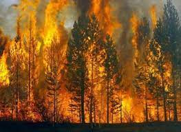 Almaniya və Çexiyada meşələr yanır