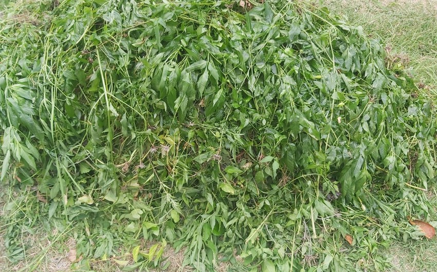 Göyçayda narkotik tərkibli bitki məhv edilib