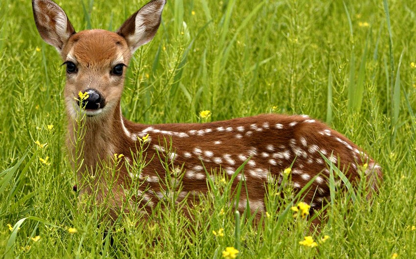 Ceyran ovlayan brakonyer polisə təhvil verilib