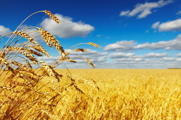 ABŞ Ukrayna buğdasına 68 milyon dollar ayıracaq