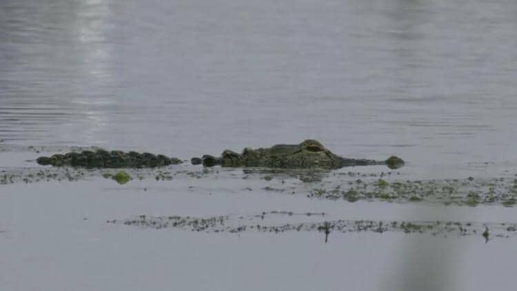 Timsahın hücumuna məruz qalan qadın ölüb