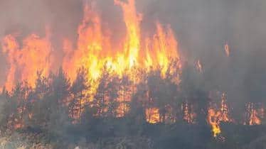 Meşə yanğınlarında ölənlərin sayı 26-ya çatıb