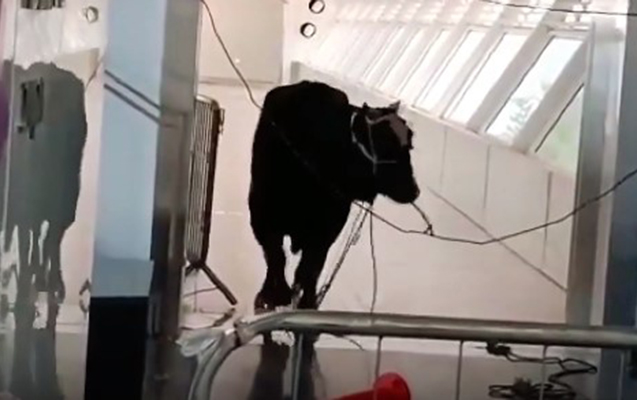 İsraildə sahibindən qaçan öküz banka girdi - Video