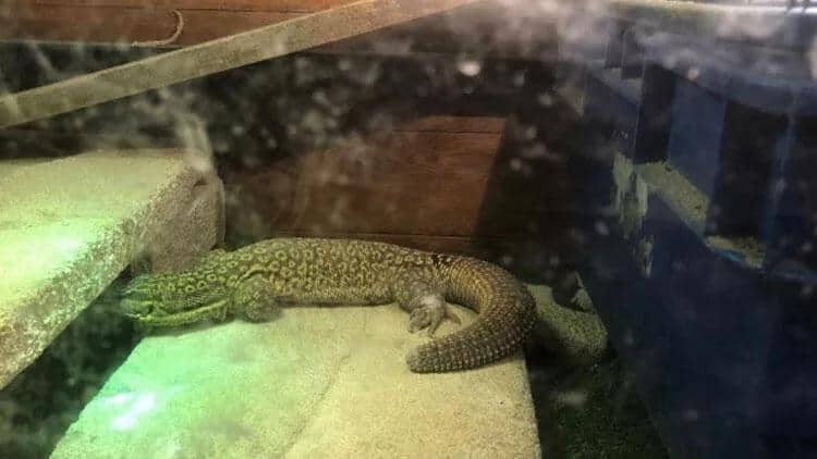 Çamadanda 17 diri heyvan tapıldı - DÜNYA ŞOKDA