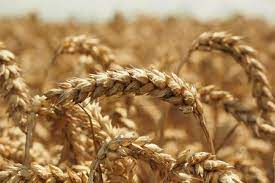 Ukraynada on azərbaycanlının taxıl və qarğıdalı zəmiləri məhv edilib