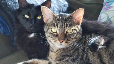 Çin polisi 150 pişiyi xilas edib: ŞOK SƏBƏB